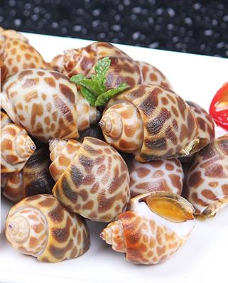 海螺能活几天？海螺无水可以活几天？