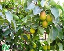 黄香梨好吃还是绿香梨？香梨什么样的好？