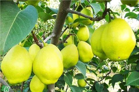 黄香梨好吃还是绿香梨？香梨什么样的好？