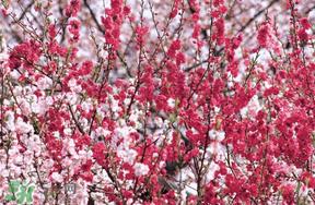 桃花醉酒好喝吗？喝桃花醉酒有什么好处？