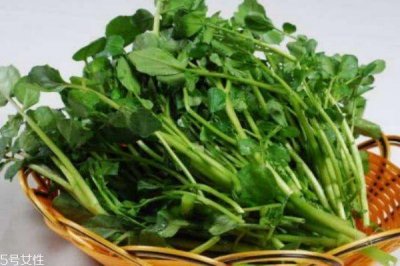 ​西洋菜生长在什么环境里呢 西洋菜分布在哪里呢