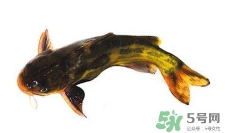 黄颡鱼有毒吗?黄颡鱼的营养价值 黄颡鱼有毒吗?黄颡鱼的营养价值