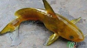 黄颡鱼有毒吗?黄颡鱼的营养价值 黄颡鱼有毒吗?黄颡鱼的营养价值
