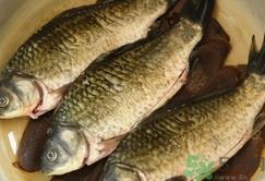 活鲫鱼怎么保存不死?活鲫鱼怎么保存过夜? 活鲫鱼怎么保存不死?活鲫鱼怎么保存过夜?