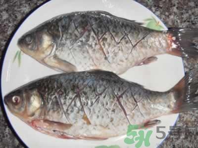 活鲫鱼怎么保存不死?活鲫鱼怎么保存过夜? 活鲫鱼怎么保存不死?活鲫鱼怎么保存过夜?