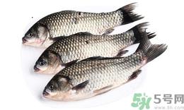 活鲫鱼怎么保存不死?活鲫鱼怎么保存过夜? 活鲫鱼怎么保存不死?活鲫鱼怎么保存过夜?