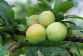 青李子怎么腌制?青李子怎么快速腌制? 青李子怎么腌制?青李子怎么快速腌制?