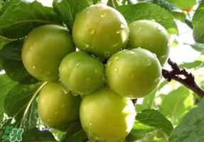 青李子怎么腌制?青李子怎么快速腌制? 青李子怎么腌制?青李子怎么快速腌制?