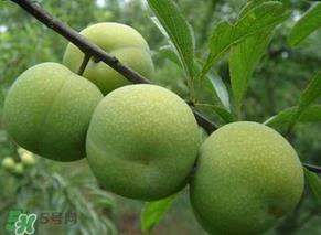 青李子怎么腌制?青李子怎么快速腌制? 青李子怎么腌制?青李子怎么快速腌制?