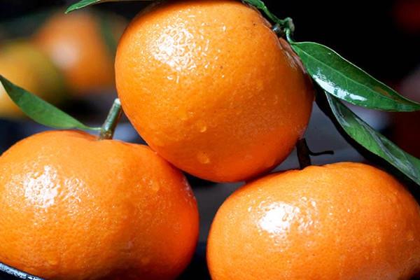 沃柑一天吃几个比较好 沃柑能否空腹吃 沃柑一天吃几个比较好 沃柑能否空腹吃