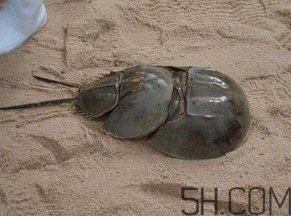 中华鲎能吃吗?中华鲎怎么读 中华鲎能吃吗?中华鲎怎么读