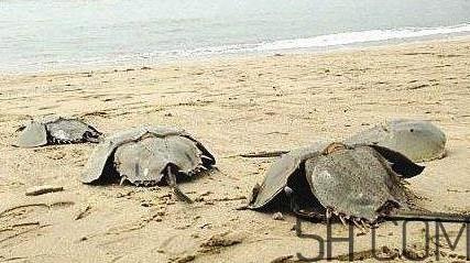 中华鲎能吃吗?中华鲎怎么读 中华鲎能吃吗?中华鲎怎么读