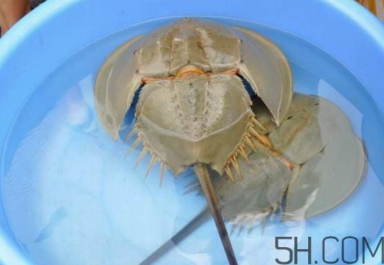 中华鲎能吃吗?中华鲎怎么读 中华鲎能吃吗?中华鲎怎么读