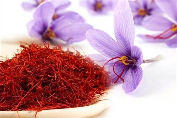藏红花可以调月经吗 藏红花对女人有什么好处 藏红花可以调月经吗 藏红花对女人有什么好处