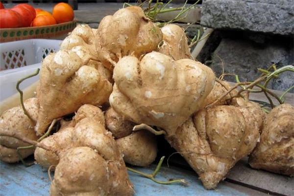 凉薯热量是多少 凉薯和苹果谁热量高 凉薯热量是多少 凉薯和苹果谁热量高