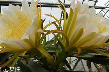 霸王花的作用 清热润肺 霸王花的作用 清热润肺