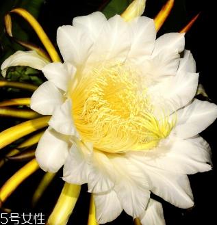 霸王花的作用 清热润肺 霸王花的作用 清热润肺