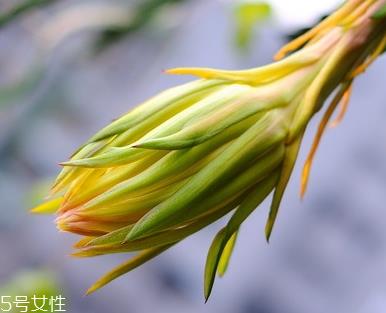 霸王花的作用 清热润肺 霸王花的作用 清热润肺