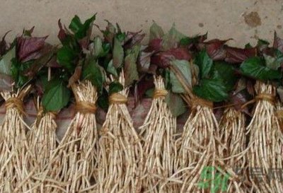 鱼腥草可以和雪梨冰糖煮水喝吗?鱼腥草雪梨煲有什么好?