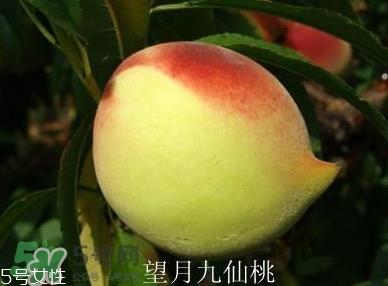 九仙桃什么时候成熟?九仙桃什么时候上市 九仙桃什么时候成熟?九仙桃什么时候上市