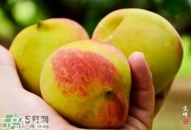 九仙桃什么时候成熟?九仙桃什么时候上市 九仙桃什么时候成熟?九仙桃什么时候上市