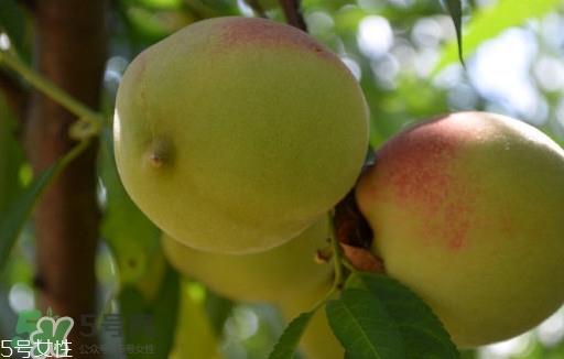 九仙桃什么时候成熟?九仙桃什么时候上市 九仙桃什么时候成熟?九仙桃什么时候上市