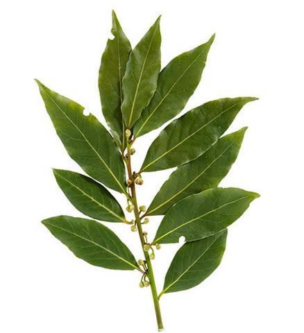 常用香料大全（附图），有多少是你不知道的，赶紧马克一下！