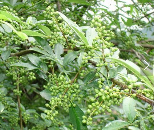 常用香料大全（附图），有多少是你不知道的，赶紧马克一下！