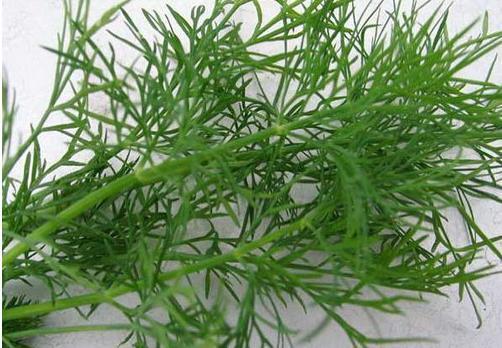 常用香料大全（附图），有多少是你不知道的，赶紧马克一下！