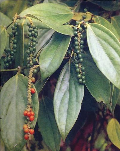 常用香料大全（附图），有多少是你不知道的，赶紧马克一下！