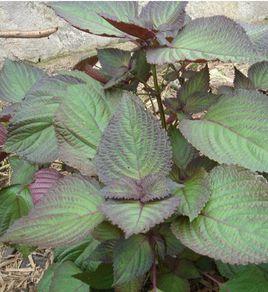 常用香料大全（附图），有多少是你不知道的，赶紧马克一下！