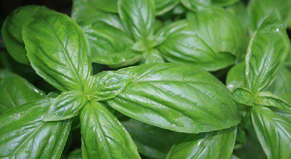 常用香料大全（附图），有多少是你不知道的，赶紧马克一下！