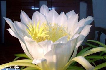 霸王花的功效和作用 清热止痛 霸王花的功效和作用 清热止痛