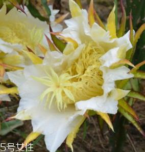 霸王花的功效和作用 清热止痛 霸王花的功效和作用 清热止痛