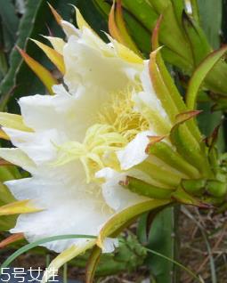 霸王花的功效和作用 清热止痛 霸王花的功效和作用 清热止痛