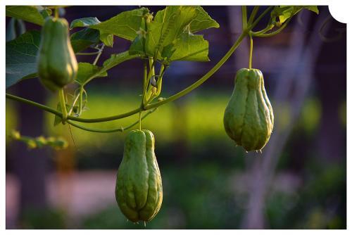 佛手瓜嘌呤高吗 佛手瓜一天适合吃多少 佛手瓜嘌呤高吗 佛手瓜一天适合吃多少
