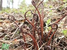 猴腿菜是发物吗?猴腿菜孕妇可以吃吗? 猴腿菜是发物吗?猴腿菜孕妇可以吃吗?