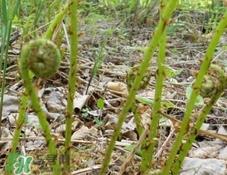 猴腿菜是发物吗?猴腿菜孕妇可以吃吗? 猴腿菜是发物吗?猴腿菜孕妇可以吃吗?