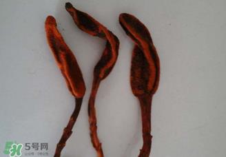 回春草有什么功效？回春草的功效与作用 