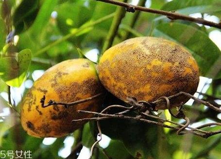 牛卵坨怎么吃？牛卵坨记得去皮去籽