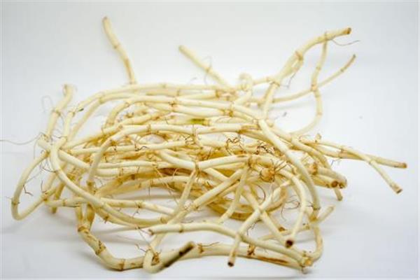 鱼腥草可以治咳嗽吗 鱼腥草可以天天吃吗 鱼腥草可以治咳嗽吗 鱼腥草可以天天吃吗