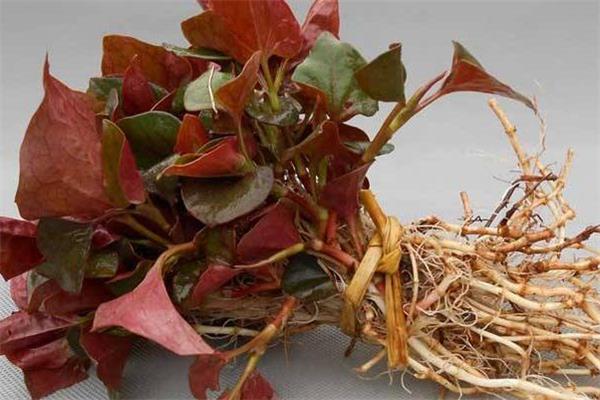 鱼腥草可以治咳嗽吗 鱼腥草可以天天吃吗 鱼腥草可以治咳嗽吗 鱼腥草可以天天吃吗