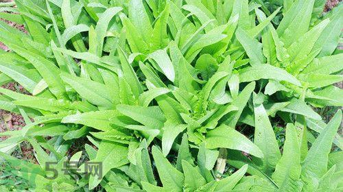 吃油麦菜会回奶吗?油麦菜回奶食谱