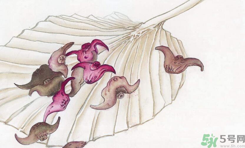 菱角是凉性的吗？菱角是凉性还是热性的？