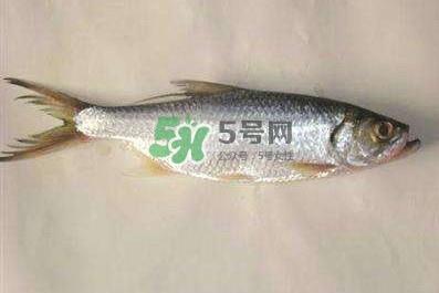 鲥鱼怎么做好吃？鲥鱼怎么处理