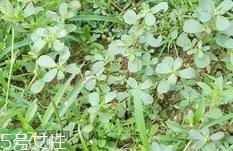 瓜子菜可以生吃吗?瓜子菜能直接吃吗?