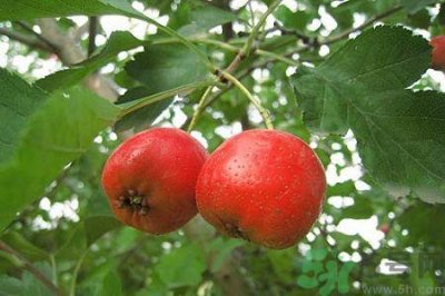 吃山楂要去皮吗?山楂皮的功效与作用