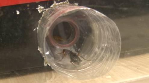 废弃饮料瓶+鞋盒自制捕蟑螂神器,就能让小强无处可逃!