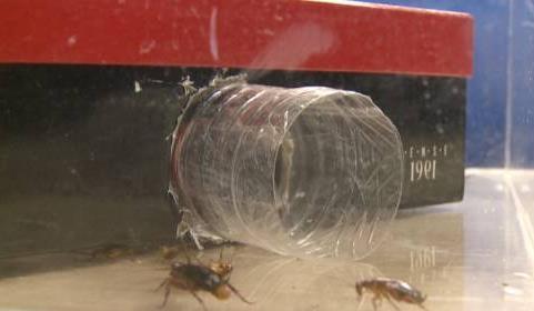 废弃饮料瓶+鞋盒自制捕蟑螂神器,就能让小强无处可逃!