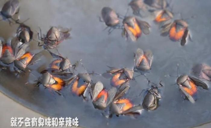 农村这种“放屁虫”，竟然卖几百块1斤，你敢吃吗？